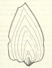 Frondicularia cordata Roemer, 1841