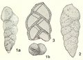 Chromista - Foraminifera (foraminifers)