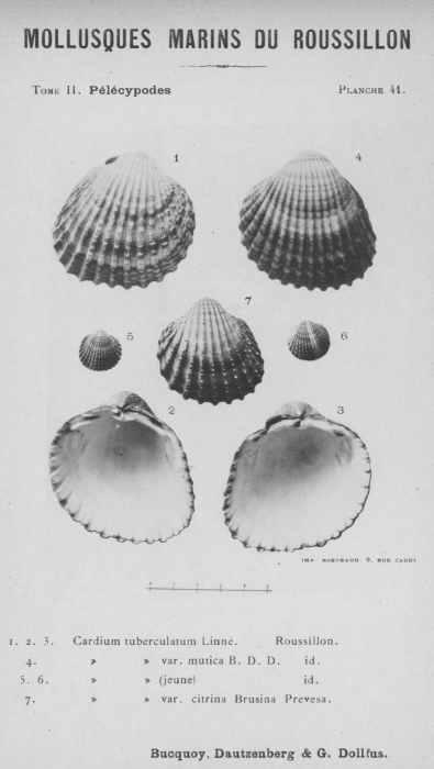 Bucquoy et al. (1887-1898, pl. 41) Bucquoy et al. (1887-1898, pl. 41)