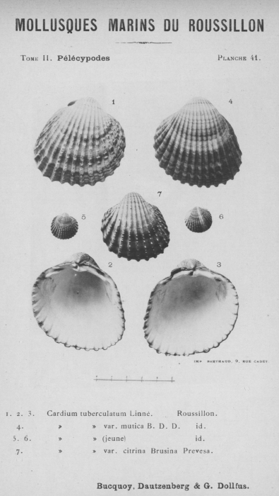 Bucquoy et al. (1887-1898, pl. 41)