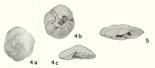 Pararotalia hammi Koch, 1973