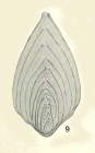 Neoflabellina santonica Koch, 1973