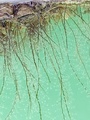Pennaria disticha, Fig.4