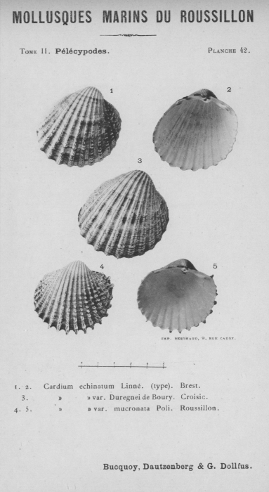Bucquoy et al. (1887-1898, pl. 42) Bucquoy et al. (1887-1898, pl. 42)