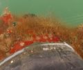 Porifera (sponges)