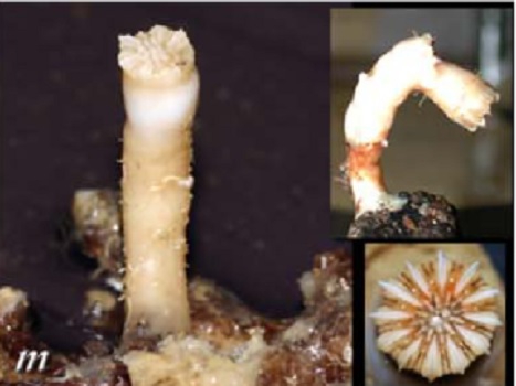 Caryophyllia (Caryophyllia) calveri Caryophyllia (Caryophyllia) calveri