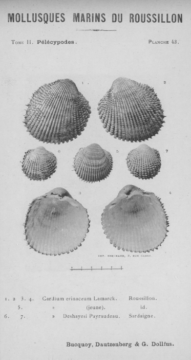 Bucquoy et al. (1887-1898, pl. 43) Bucquoy et al. (1887-1898, pl. 43)