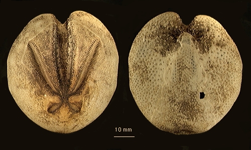 Brisaster antarcticus Brisaster antarcticus