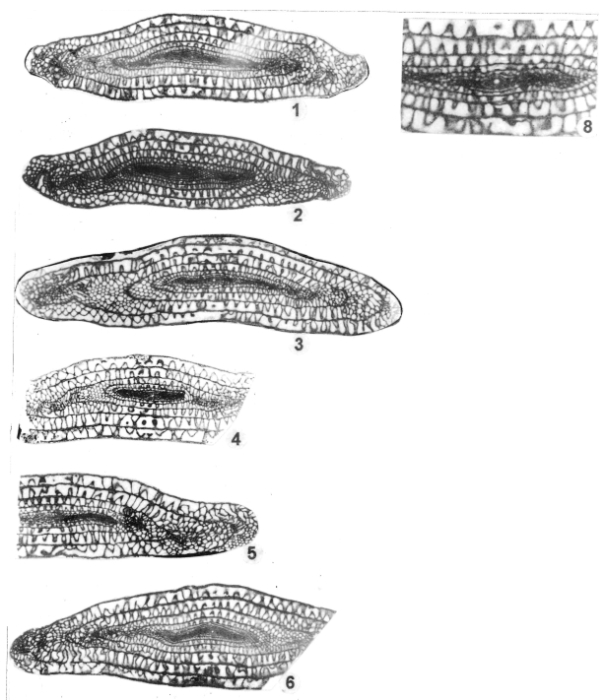 Paraschwagerina (Changmeia) compacta Zhou & Luo Hui, 1998