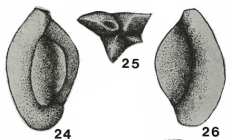 Quinqueloculina danubiana Neagu, 1968