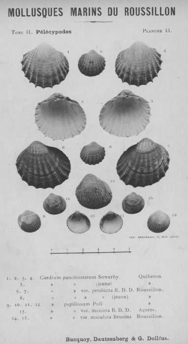 Bucquoy et al. (1887-1898, pl. 44) Bucquoy et al. (1887-1898, pl. 44)