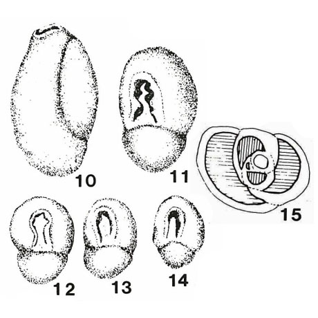  Istriloculina eliptica (Iovceva, 1962)