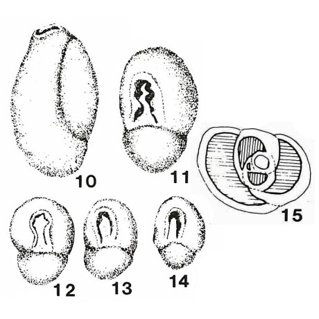 Istriloculina eliptica (Iovceva, 1962) Istriloculina eliptica (Iovceva, 1962)