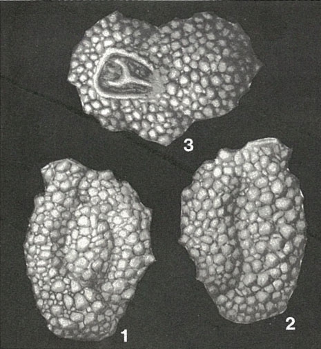 Agglutinella soriformis El-Nakhal, 1983