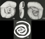 Derventina filipescui Neagu, 1968