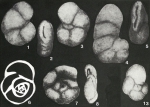 Chromista - Foraminifera (foraminifers)