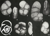 Danubiella cernavodensis Neagu, 1968