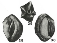 Podolia lyra (Serova, 1955)
