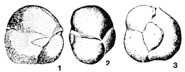 Mandorovella miocenica de Klasz, Le Calvez & Rérat, 1969