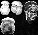 Planomiliola planispira de Klasz, Le Calvez & Rérat, 1963
