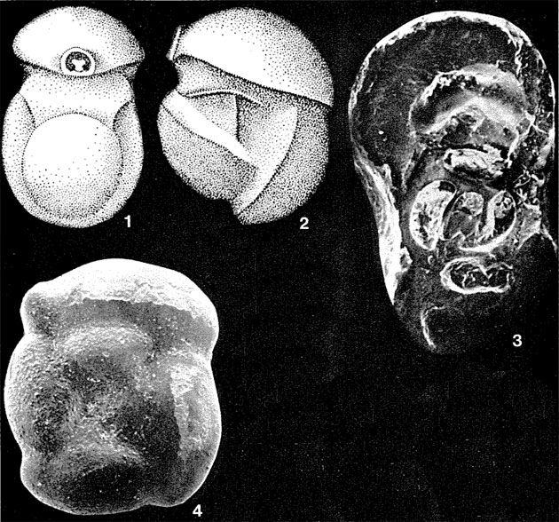 Planomiliola planispira de Klasz, Le Calvez & Rérat, 1963