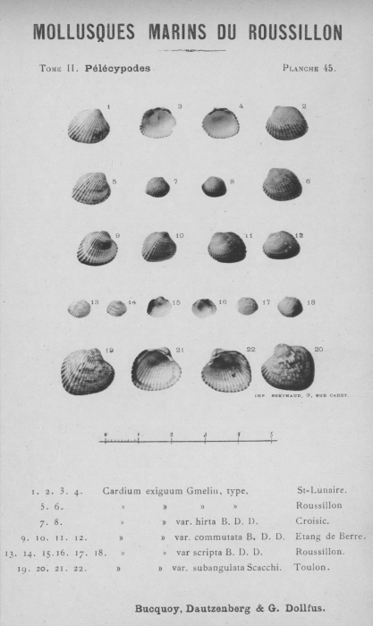 Bucquoy et al. (1887-1898, pl. 45) Bucquoy et al. (1887-1898, pl. 45)
