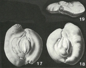 Heterillina guespellensis Schlumberger, 1905
