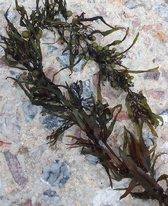 Sargassum muticum, Fig.1 Sargassum muticum, Fig.1