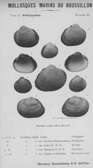 Bucquoy et al. (1887-1898, pl. 46) Bucquoy et al. (1887-1898, pl. 46)