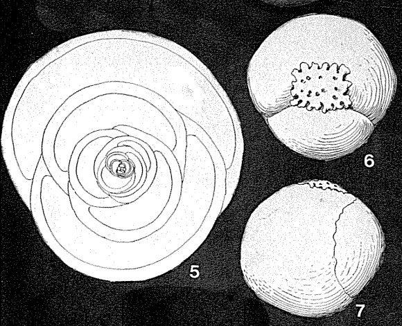 Cribropyrgo aspergillum (Schlumberger, 1892) Cribropyrgo aspergillum (Schlumberger, 1892)