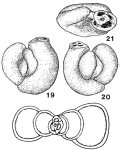 Chromista - Foraminifera (foraminifers)