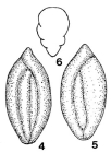 Quinqueloculina infravalanginiana Bartenstein, 1962