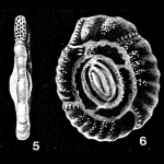 Parahauerina displicata McCulloch, 1977