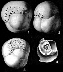 Involvohauerina globularis Loeblich & Tappan, 1955