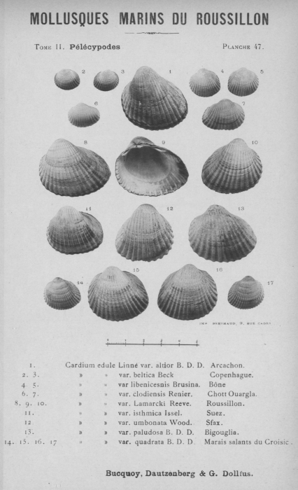 Bucquoy et al. (1887-1898, pl. 47) Bucquoy et al. (1887-1898, pl. 47)