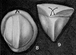 Cruciloculina triangularis d'Orbigny, 1839