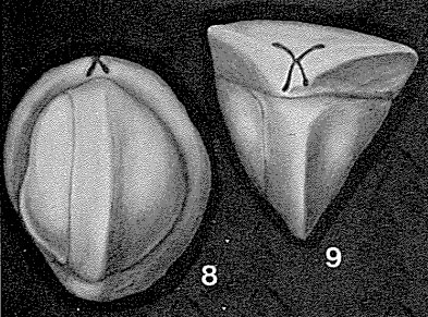 Cruciloculina triangularis d'Orbigny, 1839 Cruciloculina triangularis d'Orbigny, 1839