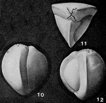 Cruciloculina triangularis d'Orbigny, 1839