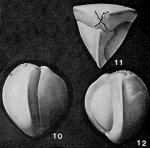 Cruciloculina triangularis d'Orbigny, 1839 Cruciloculina triangularis d'Orbigny, 1839