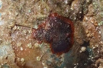 Schizobrachiella sanguinea, Fig.3