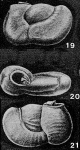 Neopateoris cumanaensis Bermúdez & Seiglie, 1963