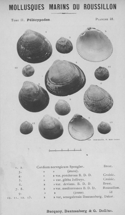 Bucquoy et al. (1887-1898, pl. 48) Bucquoy et al. (1887-1898, pl. 48)