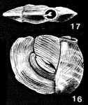 Mesopateoris gullensis McCulloch, 1977
