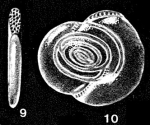 Parahauerinoides complanatiformis McCulloch, 1977