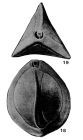 Triloculinoides magnum Shchedrina, 1964