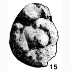 Wellmanella kaiata Finlay, 1947