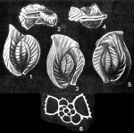 Longiapertina varistriata Seiglie & Bermúdez, 1966