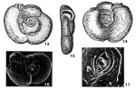 Chromista - Foraminifera (foraminifers)