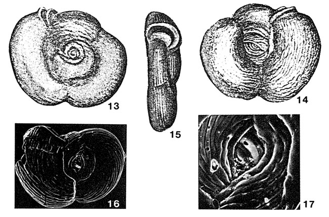 Planispirina striata Sidebottom, 1904