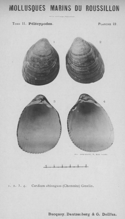 Bucquoy et al. (1887-1898, pl. 49) Bucquoy et al. (1887-1898, pl. 49)